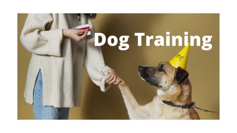 Dog training fundamentals|How to train a dog?