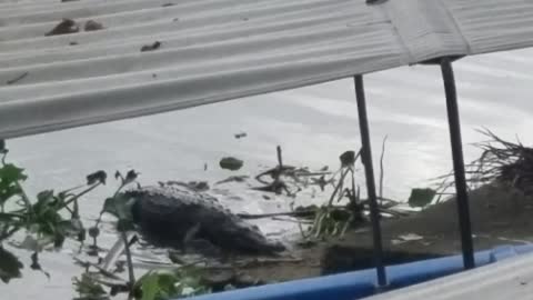 Croc in back yard