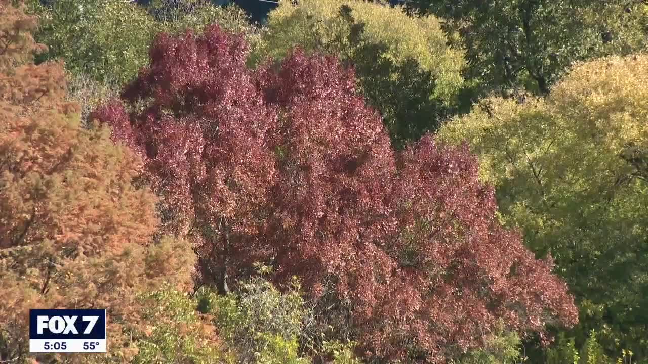 Austin fall colors may extend longer into December FOX 7 Austin