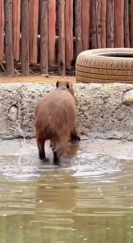 No traction for you capybara 🤣