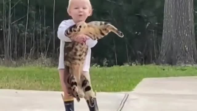 Funny selection about cats
