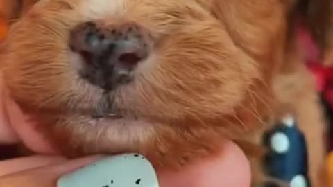 Cute puppy