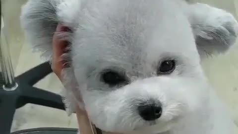 Cute dog in a good mood every day