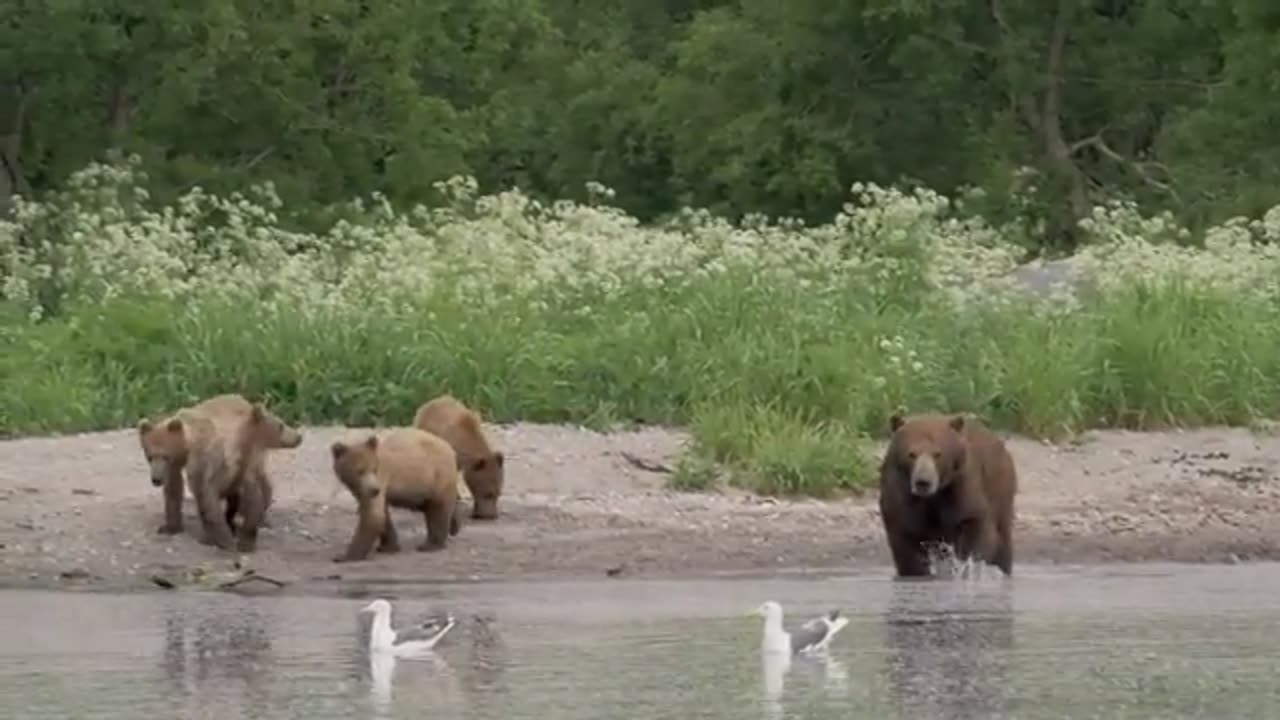 The man helped the bear cross the road, and then something amazing happened!