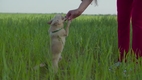 Cute dogs eating