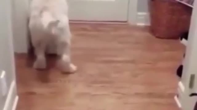 Cute And Funny Puppies Doing FunnyThings Videos