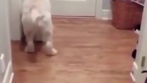 Cute And Funny Puppies Doing FunnyThings Videos