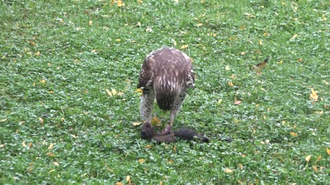 Hawk Eat Squirrel so sad 😡😭😤