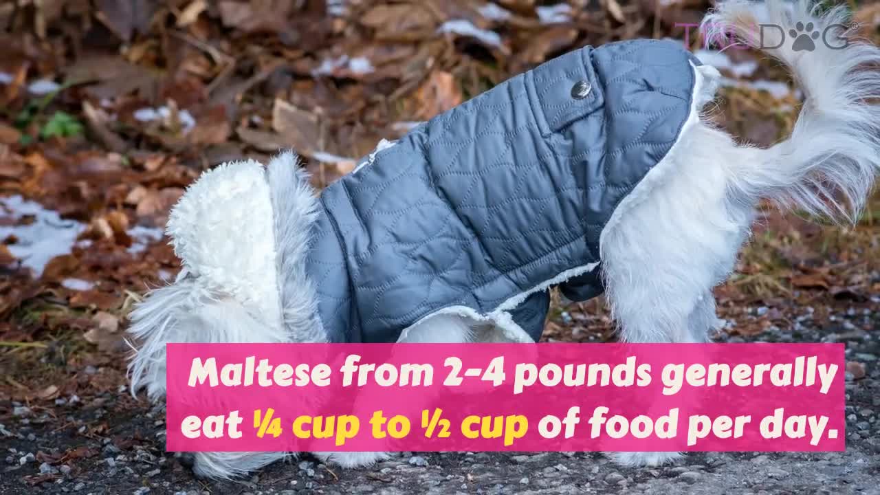 food for puppys