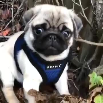 HE WOULD LOVE MY HOUSE