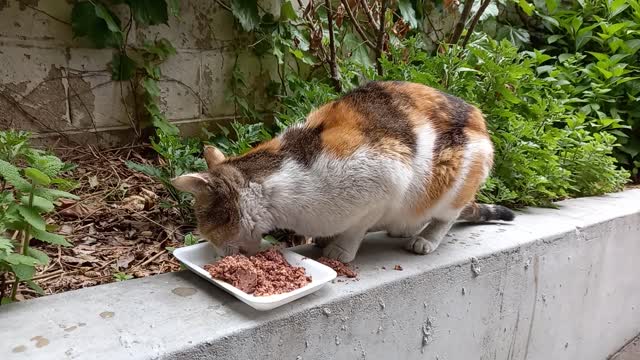 Maybe because the cat ate human food, the cat had diarrhea. So I gave her a can for the cat.