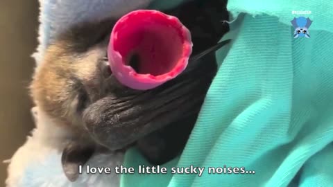 Premature flying-fox in care day 2 this is Spuddle