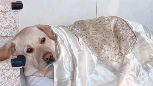 The man had to cry because of the dog