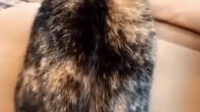 Cute funny animal