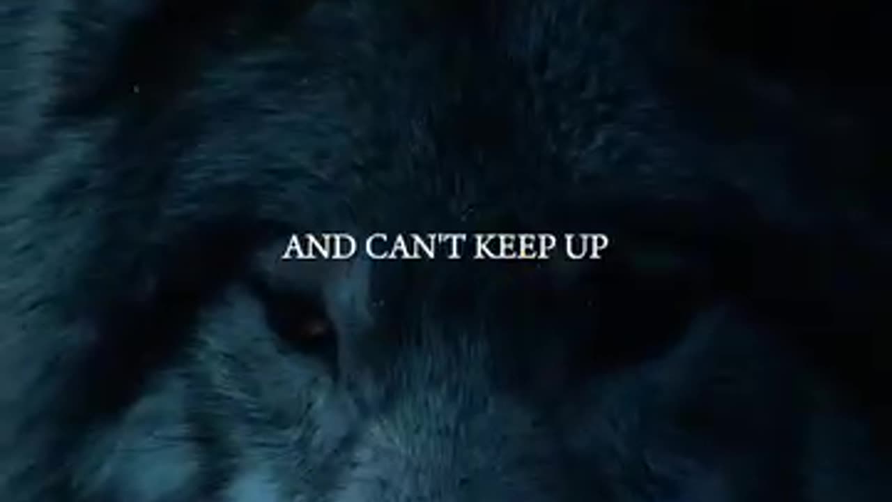 Small intro of Wolf life