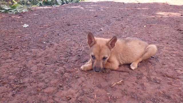 the little dog plays alone in a funny way