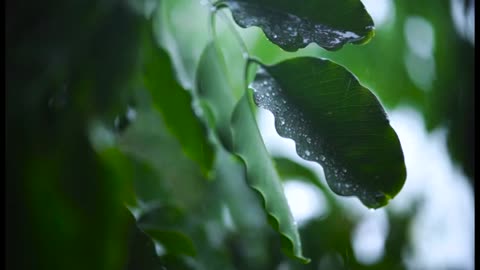 Rain on a Tin Roof: Soothing White Noise for Studying and Focus