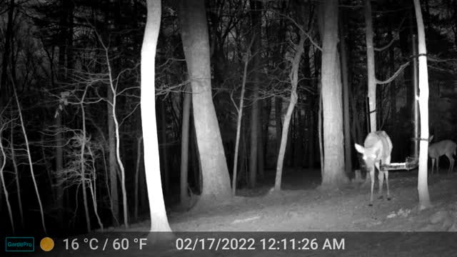 The Woods - 02/17/2022