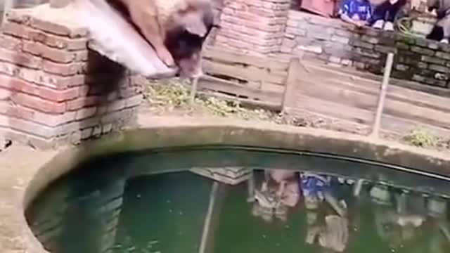 Wheehee - pig goes for a dive, er belly splash