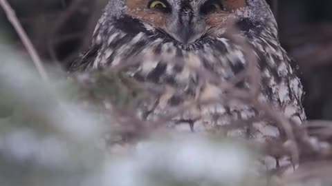 "Majestic Owl in Winter Wonderland"