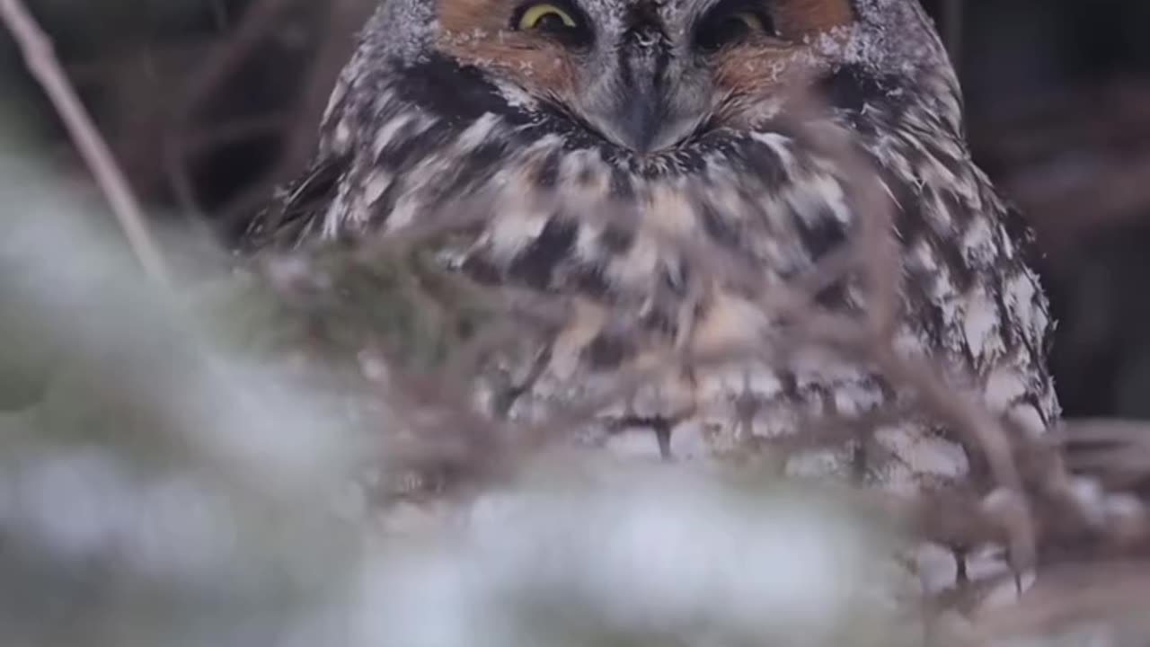 "Majestic Owl in Winter Wonderland"