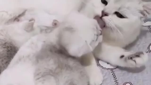 Cute White Kitten - Cute Cat