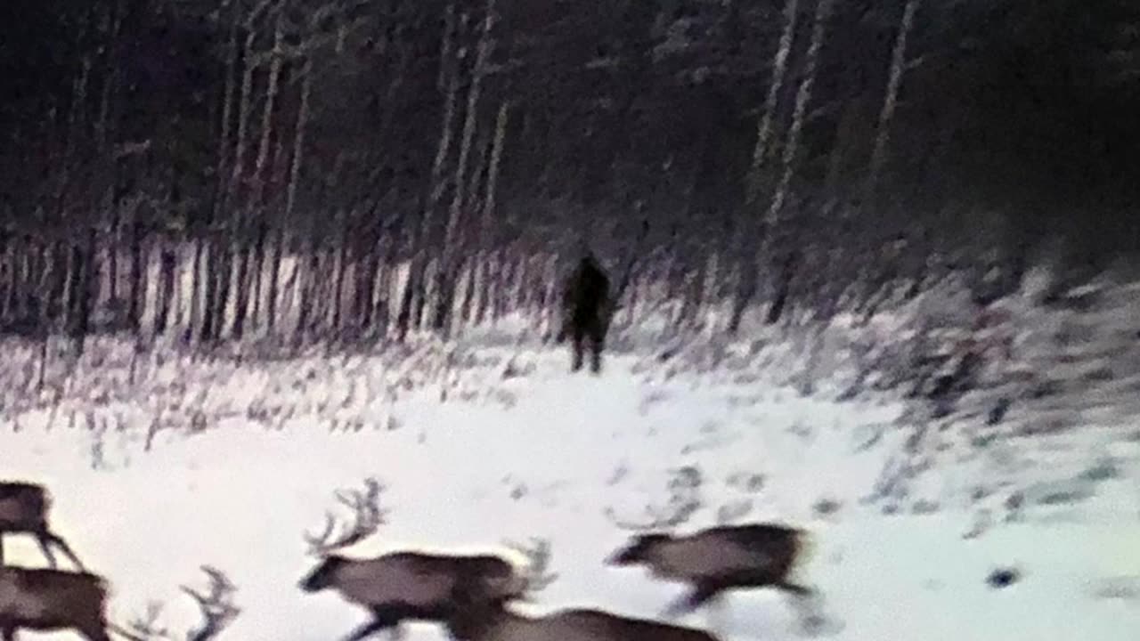 Ranch Owner Receives A Message From His Trail Camera Telling Him Something Scared Off The Reindeer