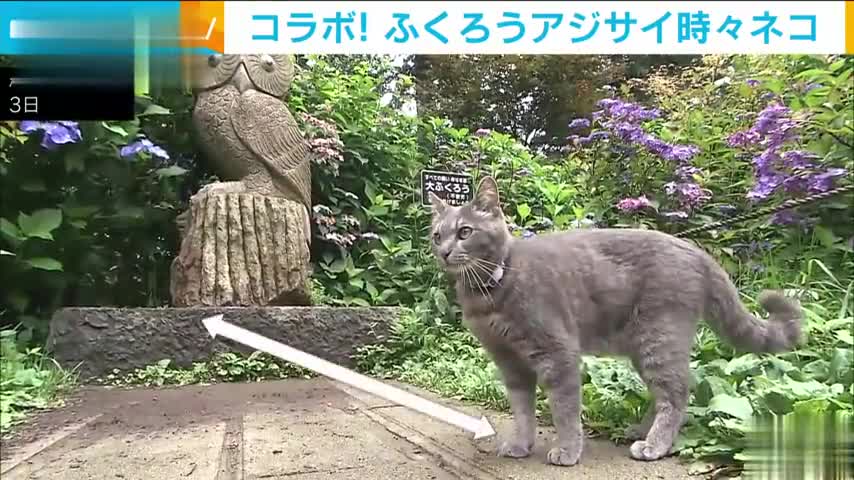 The best time to see hydrangea at the owl shrine, a cute cat welcomes you