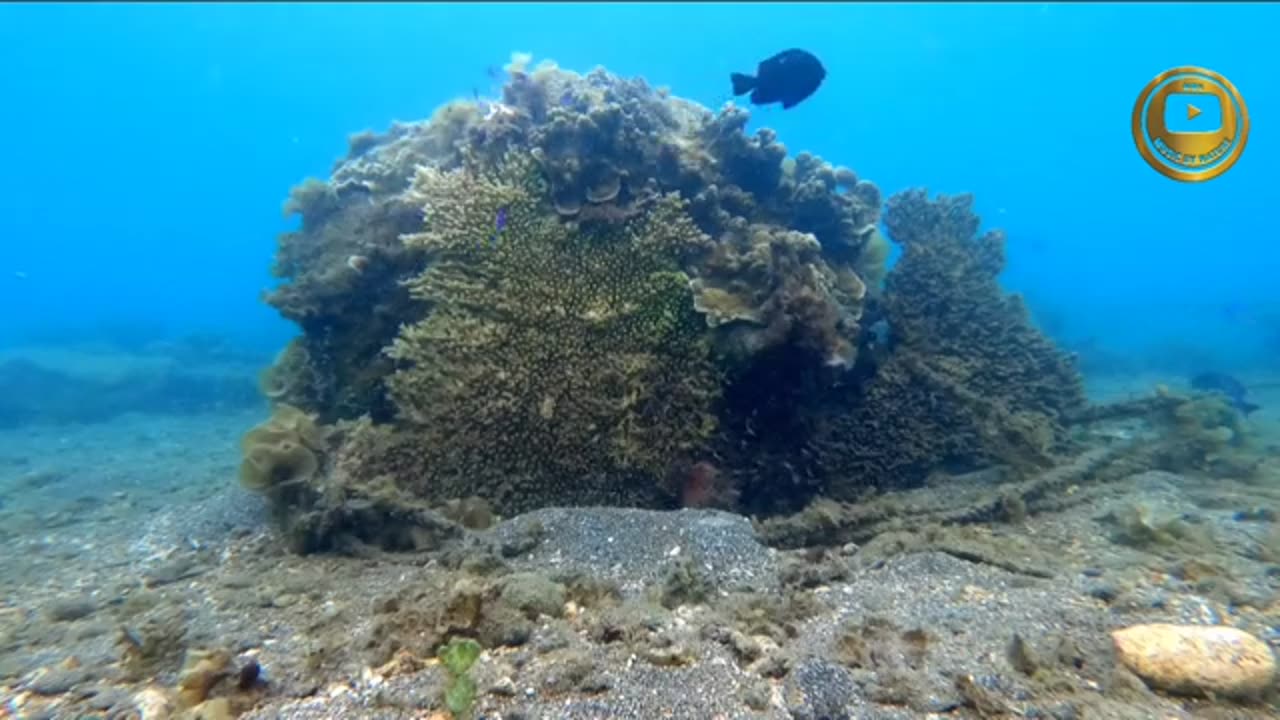 DISCOVERY !! RELAXING MUSIC !! SWEET VOICE !! BEAUTIFUL UNDERWATER WORLD !! TWO COLORED FISH !!!!