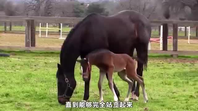 cute little animals