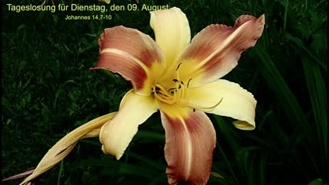 Tageslosung für Dienstag, den 09. August