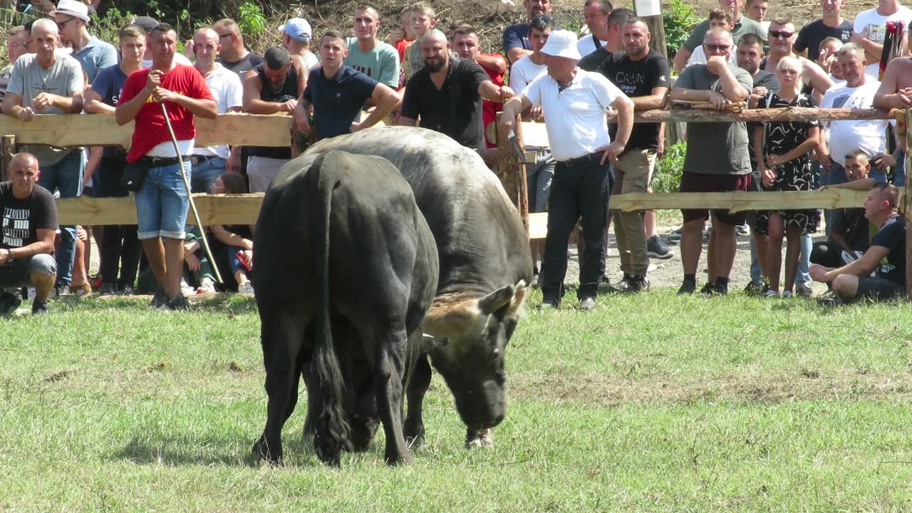 Brizan od Luka Šteko vs Zećo od Nail Dadžun Kruščica 2024