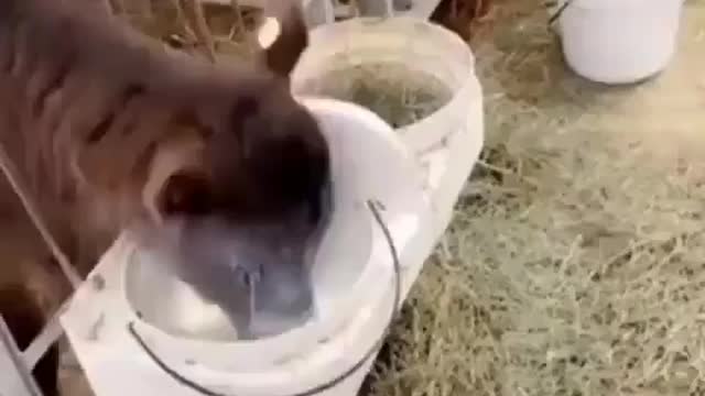 Calf blows milk out of her nose