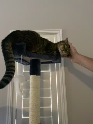 Cute cat on cat tower