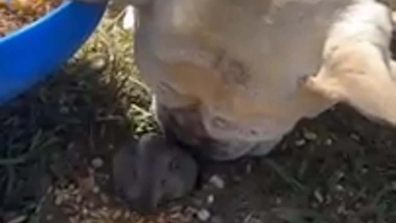 This is my new friend! 🐕 Funny video with dogs, cats and kittens