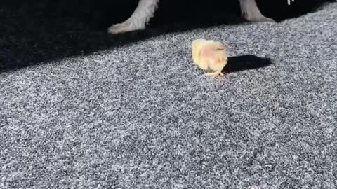 smol#pets#petlife#ducksinspace
