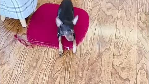 Funny Smart Dog High IQ Ep03 | DogTown