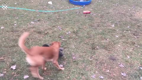 Best viral videos of the month - Animals compilations