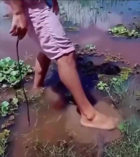 A genius decided to test the patience of an electric stingray