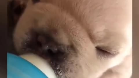The most funny dog