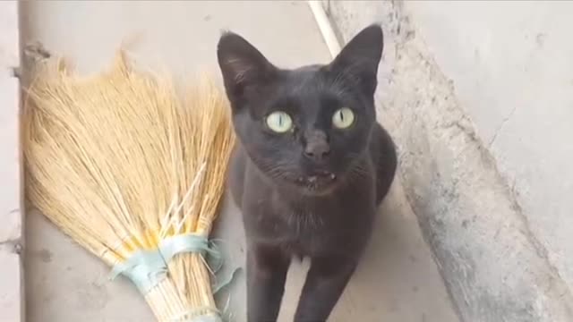 Black cat