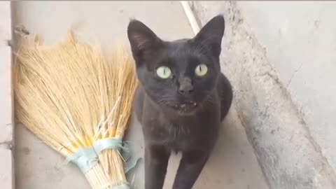 Black cat