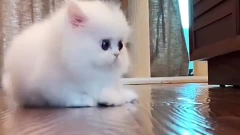 Cute funny small white cat