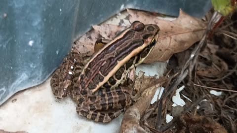 Pickerel Frog