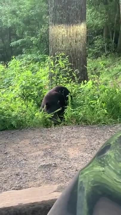 Curious Black Bear Greets Couple In Tennessee