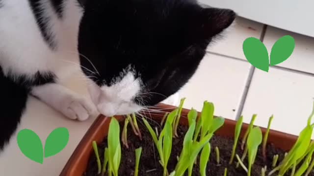 Resultado do milho 🌽 plantado para os gatos