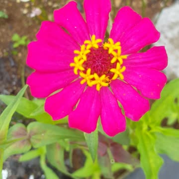 red cashium flower