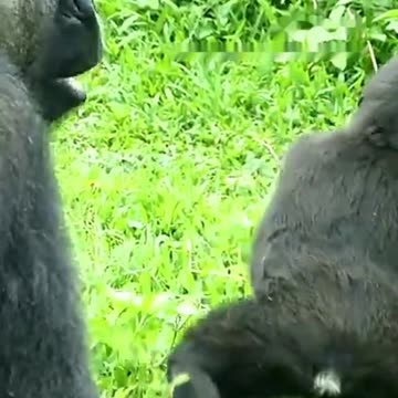 Funny Monkeys make me Happy