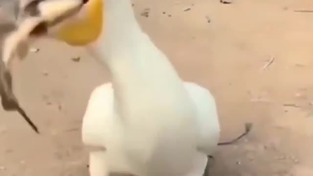 Duck video