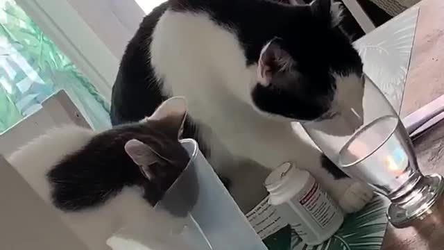 Kitties Choose the Hard Way